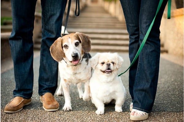 dogs in engagement photos. Washington DC Engagement Photos