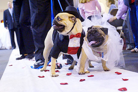 dogs in weddings